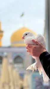 کبوتر غریب - مرحوم استاد حسین و صابر خراسانی | مترجمة للعربية | English Urdu Subtitles