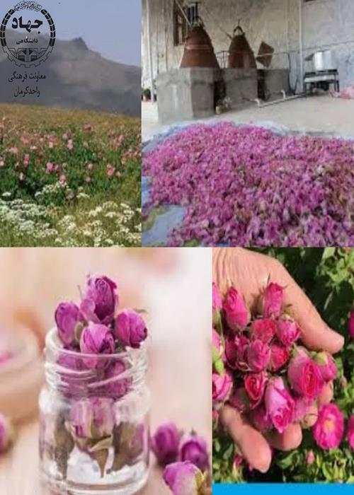 کرمان شناسی(14)لاله زاروجشنواره گل وگلاب